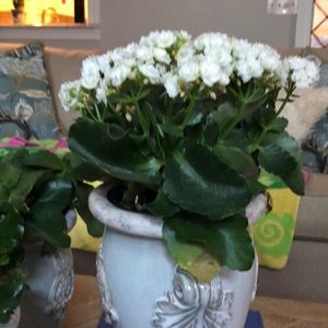 Meet your Posher, Barbara